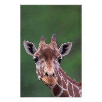 Afrika, Kenia, de Boerderij van de Impala. Met een