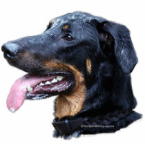 beauceron arlequin fotobeeldjes