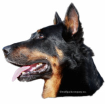 beauceron zwarte en tan fotobeeldjes