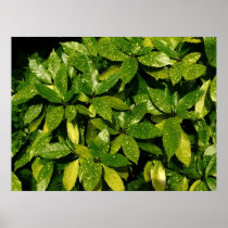 Bevlekte Laurier, Aucuba Japonica Poster