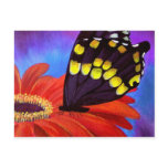 Black Butterfly Daisy Painting - Multi Post Card