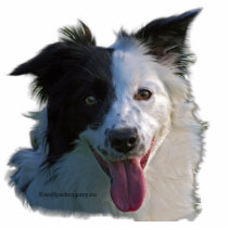 Border collie fotobeeldjes