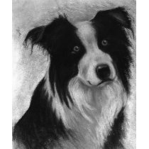 Border collie