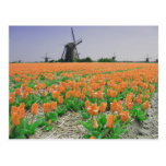 Briefkaart van de Tulpen van de Windmolens van Pop Wens Kaarten