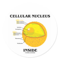 Cellulaire Kern binnen (de Biologie van de Cel)