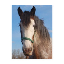 clydesdale merrie