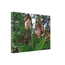 Dame Slipper Orchid Wildflower