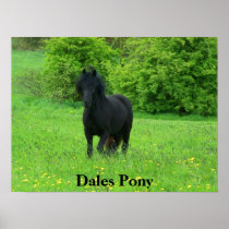 De Affiche van de Poney van dallen Plaat