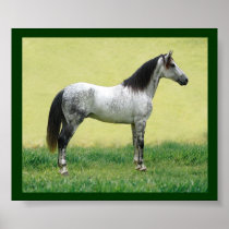 De affiche van het paard