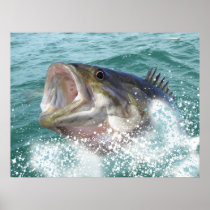 De baarzen van Smallmouth