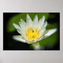 De Bloem van de Lelie van de Stroomversnelling van