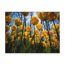 De bloemprentbriefkaar van de tulp