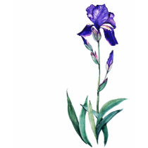 De Bovenkant van de Iris van PMACarlson