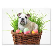 De buldog van Pasen