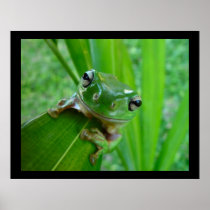 De de groene Posters & Drukken van de Kikker van d