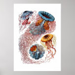 De Druk van de Kwallen van Haeckel