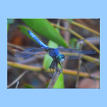 De druk van het canvas - blauwe libel canvas prints