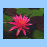 De druk van het canvas - roze waterlelie canvas prints
