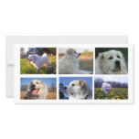 Dieren fotokaarten
