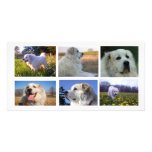 Dieren fotokaarten