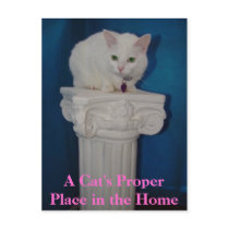 De Juiste Plaats van de kat in het Huis