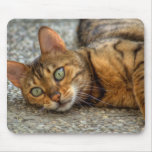 Katten muismatten