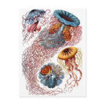 De Kwallen van Haeckel