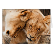 De Leeuwen die van de liefde het dierenwild knuffe