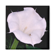 De Magneet van Moonflower