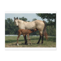 De Merrie & het Veulen van het Paard van het kwart