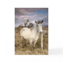 De Poneys van Connemara