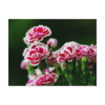De Prentbriefkaar van Dianthus #1
