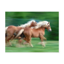 De rennende Prentbriefkaar van Paarden Palomino