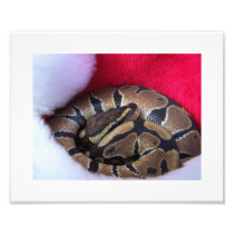 De Slang van de Python van de bal in de hoedenbeel Foto Afdrukken