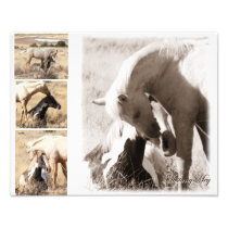 De veulens zullen Veulens - de Collage van de Must Foto Print