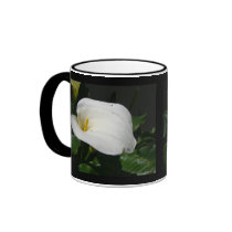 De witte Calla Mokken van de Lelie