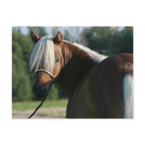 De zilveren Merrie van het Paard van de Baai Minia