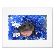 De zwarte Neus van de Hond met de Blauwe uit Tong  Foto Kunst