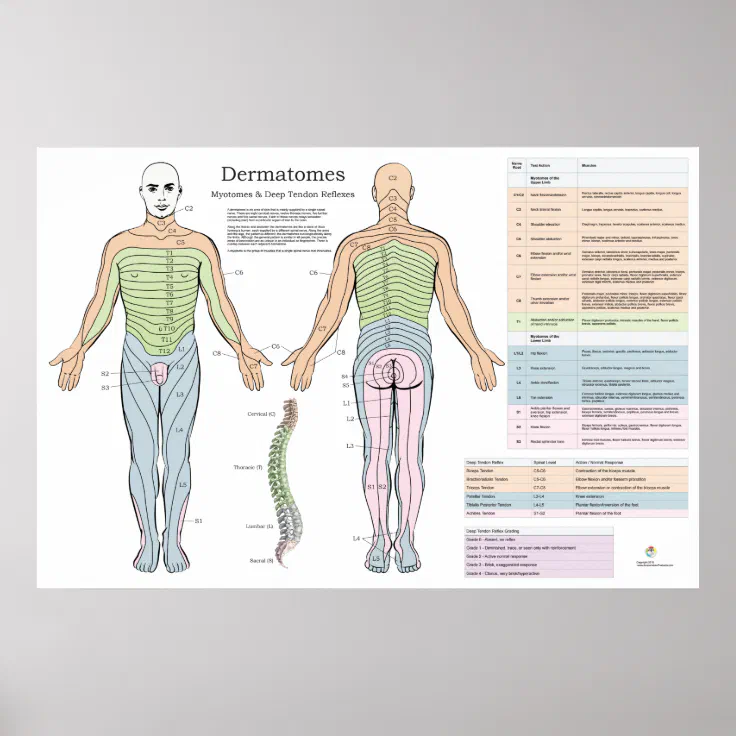 Myotomes Reflexes Hot Sex Picture