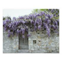 DRUK - Wisteria Viviers Frankrijk Fotoafdruk