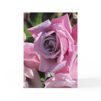 Duistere Roze nam de Kaart van de Groet toe