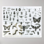 Entomologie Afdruk