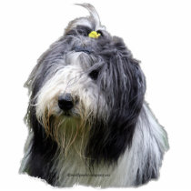 gebaarde collie fotobeeldjes