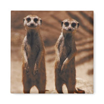 Het Duo van Meerkat
