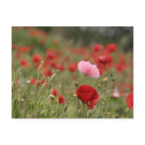 Het gebied van de lente met rode papavers