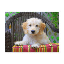 Het gouden Puppy van de Krabbel