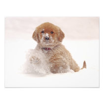 Het Jong van het golden retriever in Sneeuw