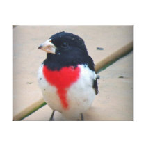 Het mannetje roze-Breasted Grosbeak