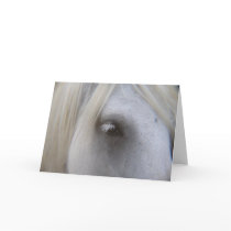 Het oog van viel Poney