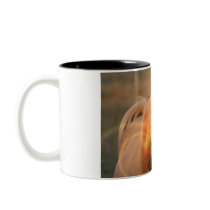 Het Paard van Palomino in de Lichte Mok van de Kof